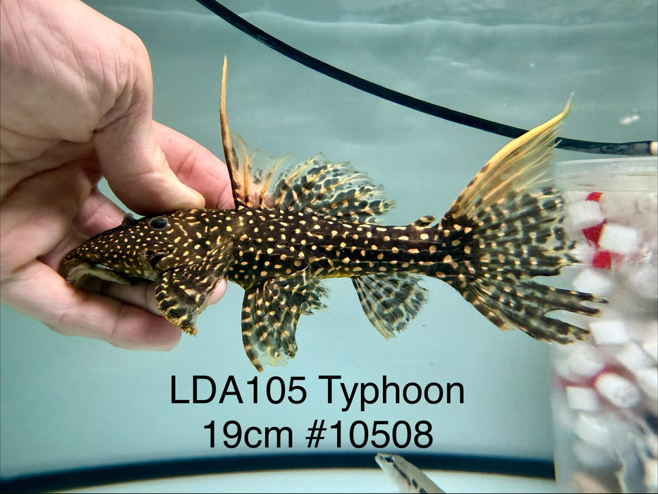 * Pleco * Pseudacanthicus sp Typhoon LDA105 19cm #10508 (Actual piece)