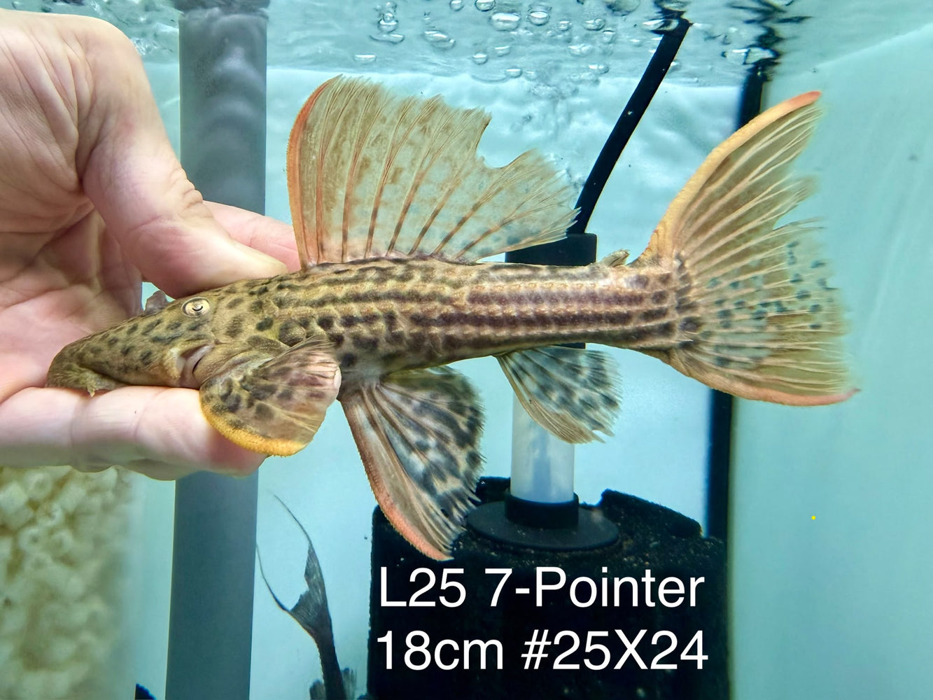 * Pleco * Pseudacanthicus Pirarara (L25 7 Pointer) 18cm #25X24 (Actual piece)