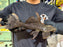 * Pleco * Pseudacanthicus sp. L2464 “Crazy Wormline Markings” (30cm) #246401 (Actual Piece)