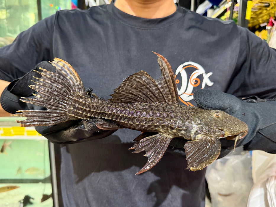 * Pleco * Pseudacanthicus sp. L2464 “Crazy Wormline Markings” (30cm) #246401 (Actual Piece)