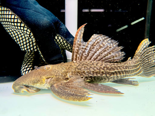 * Pleco * Pseudacanthicus sp. L2464 “Crazy Wormline Markings” (30cm) #246401 (Actual Piece)