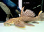 * Pleco * Pseudacanthicus sp. L2464 “Crazy Wormline Markings” (30cm) #246401 (Actual Piece)