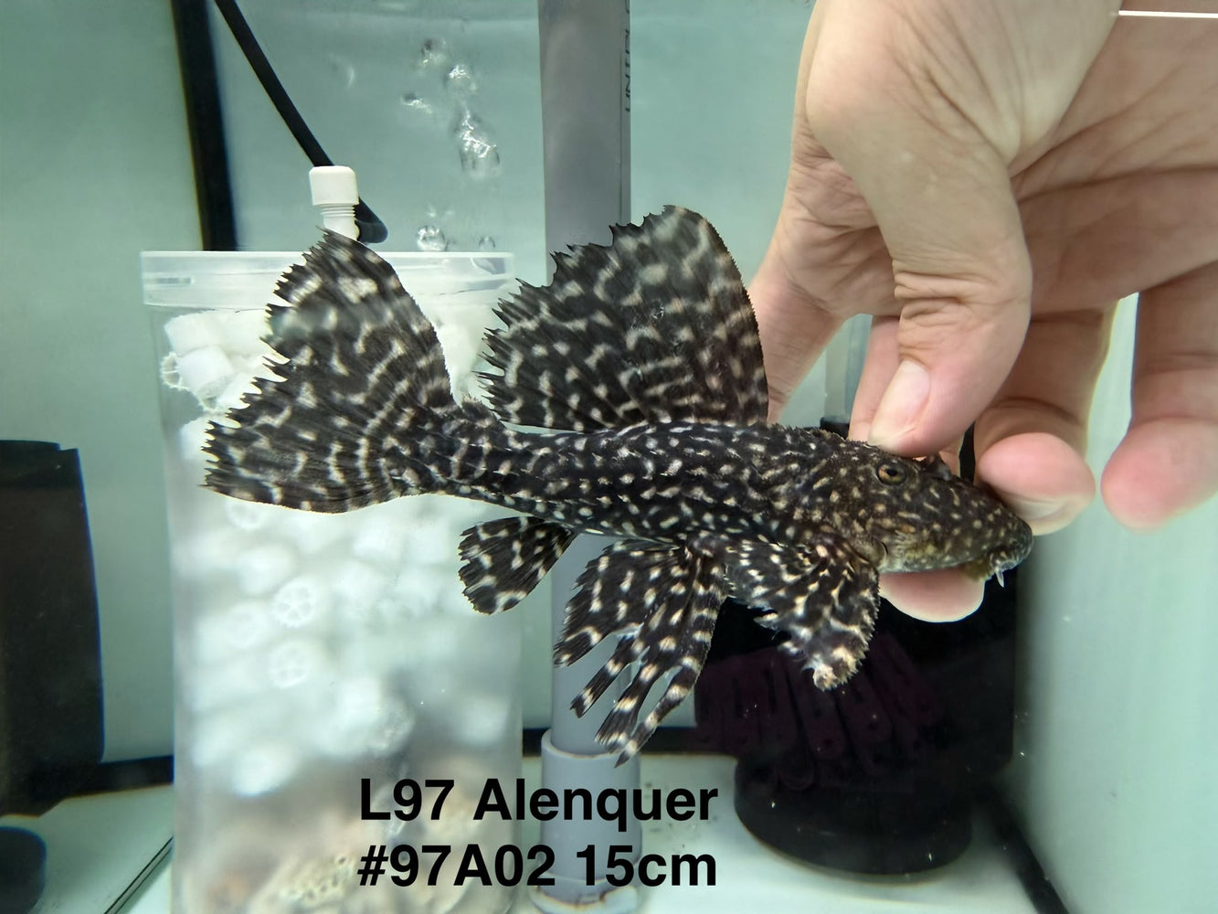 * Pleco * Pseudacanthicus sp. L97 “Alenquer” 15cm #97A02 (Actual piece) *SUPER NICE SPOTS!*