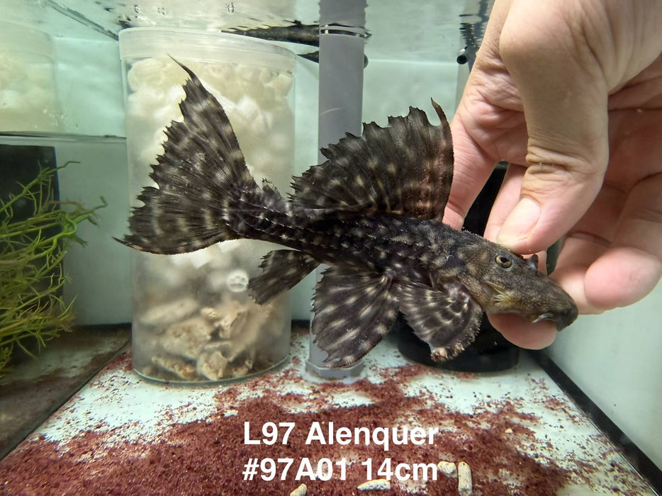 * Pleco * Pseudacanthicus sp. L97 Alenquer 14cm #97A01 (Actual piece)