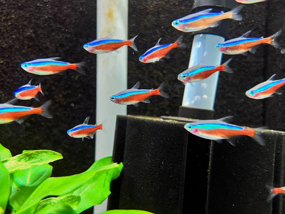 * Tetra  * Paracheirodon axelrodi WILD Columbia (Cardinal Tetra) XXL