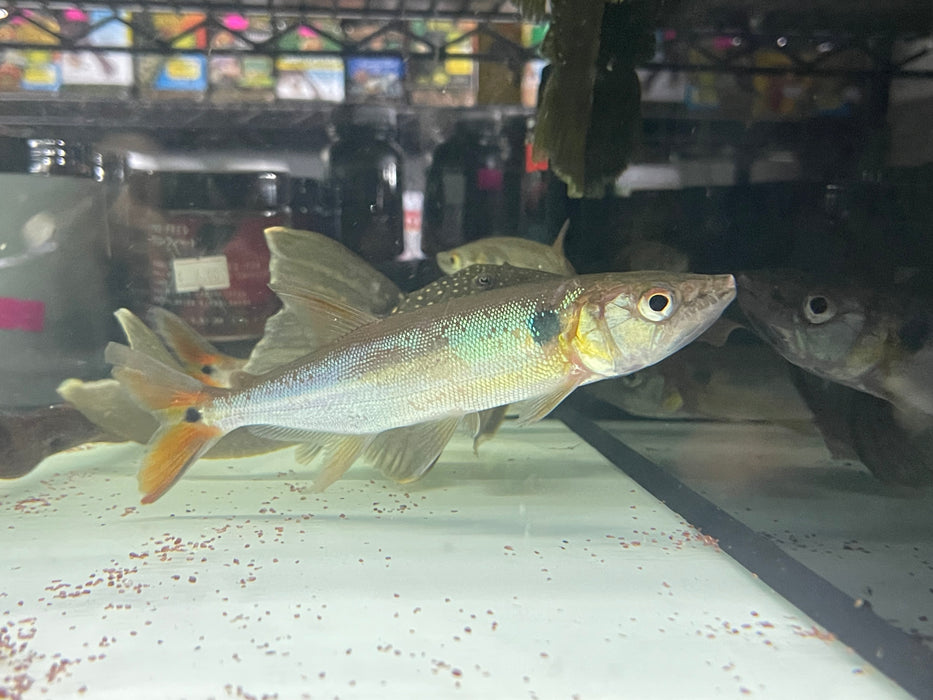 * Other Species *  Acestrorhynchus Falcatus (Red tail Barracuda) 16-18cm