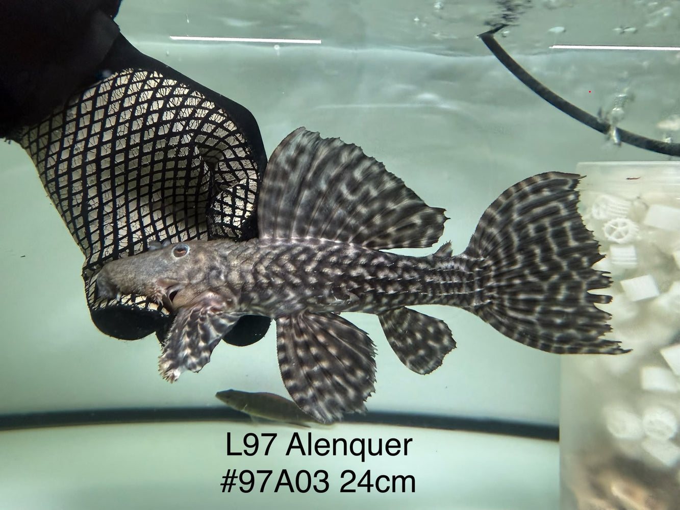 * Pleco * Pseudacanthicus sp. L97 “Alenquer” 24cm #97A03 (Actual piece)