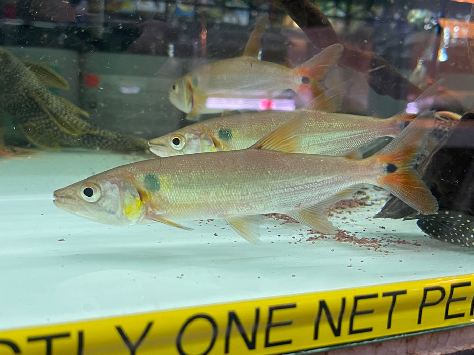 * Other Species *  Acestrorhynchus Falcatus (Red tail Barracuda) 16-18cm