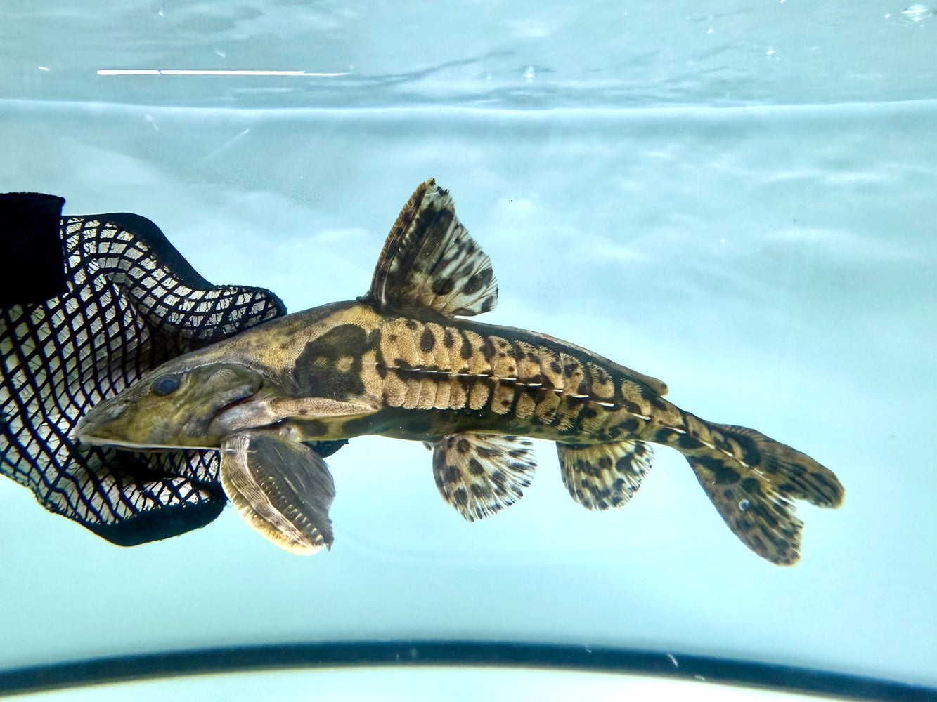 * Catfish * Megalodoras Uranoscopus “Tocantins” (Irwini Catfish) 32cm
