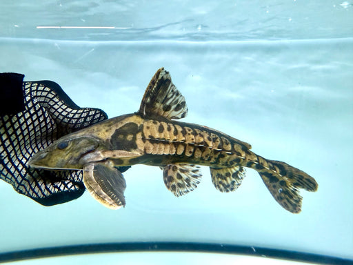 * Catfish * Megalodoras Uranoscopus “Tocantins” (Irwini Catfish) 32cm