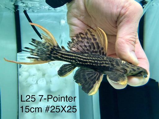 * Pleco * Pseudacanthicus Pirarara (L25 7 Pointer) 15cm #25X25 (Actual piece)