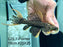 * Pleco * Pseudacanthicus Pirarara (L25 7 Pointer) 15cm #25X25 (Actual piece)