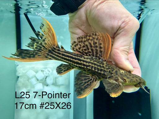 * Pleco * Pseudacanthicus Pirarara (L25 7 Pointer) 17cm #25X26 (Actual piece)