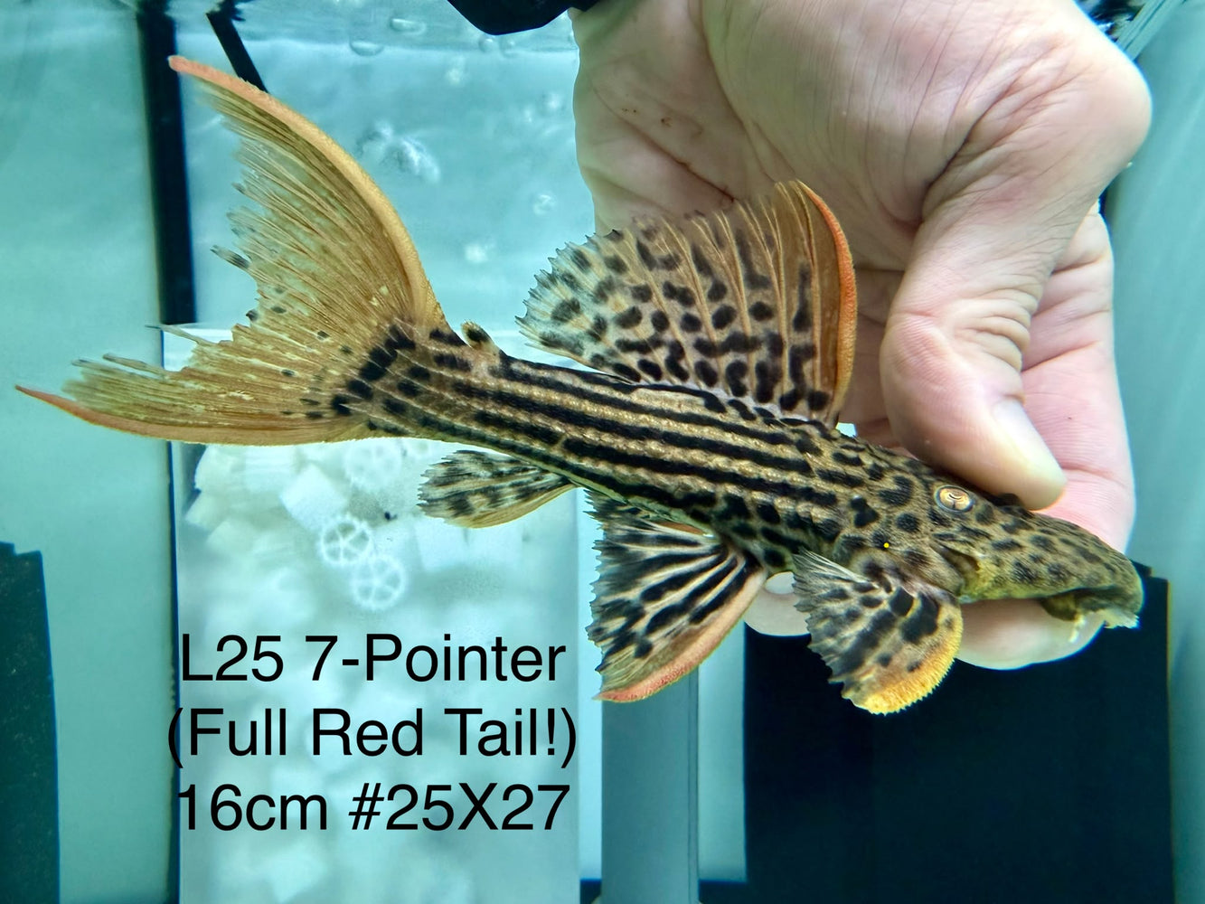 * Pleco * Pseudacanthicus Pirarara (L25 7 Pointer) 16cm #25X27 (Actual piece) *Full Red Tail*