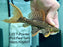 * Pleco * Pseudacanthicus Pirarara (L25 7 Pointer) 16cm #25X27 (Actual piece) *Full Red Tail*