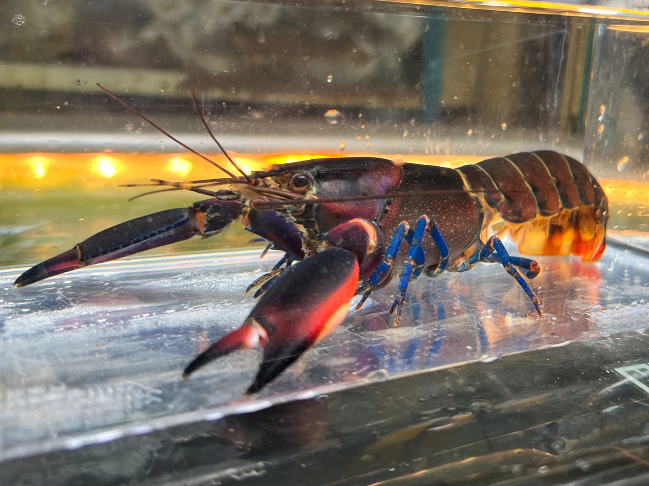* Shrimps *  Cherax sp. Bosemani Tricolor