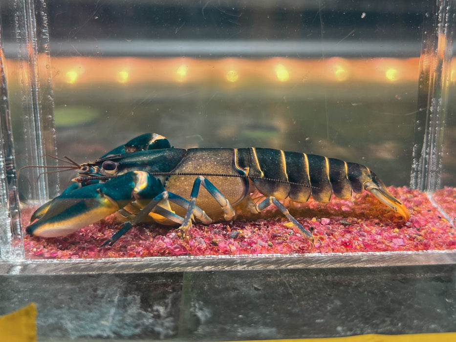 * Shrimps *  Cherax sp. Bosemani Hornet