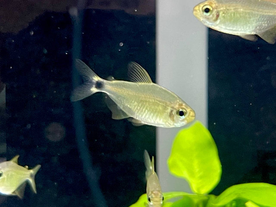 * Tetra * Hyphessobrycon Procyon (Raccoon Tetra)