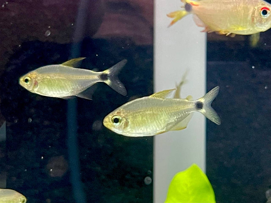 * Tetra * Hyphessobrycon Procyon (Raccoon Tetra)
