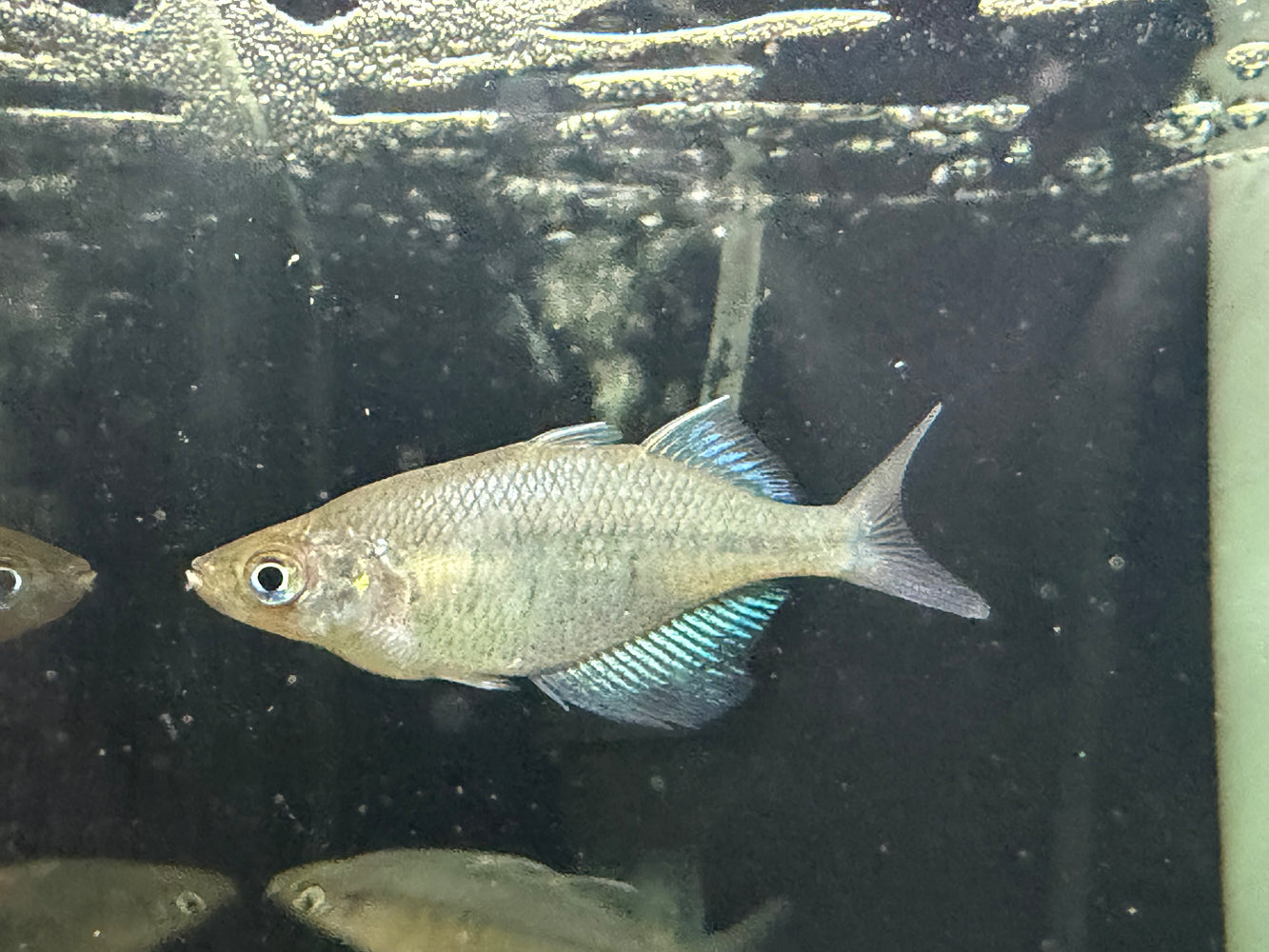 * Tetra/Barb * Glossolepis Wanamensis  (Lake Wanam Rainbowfish) 4-6cm