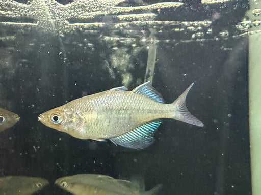 * Tetra/Barb * Glossolepis Wanamensis  (Lake Wanam Rainbowfish) 4-6cm
