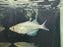 * Tetra/Barb * Glossolepis Wanamensis  (Lake Wanam Rainbowfish) 4-6cm