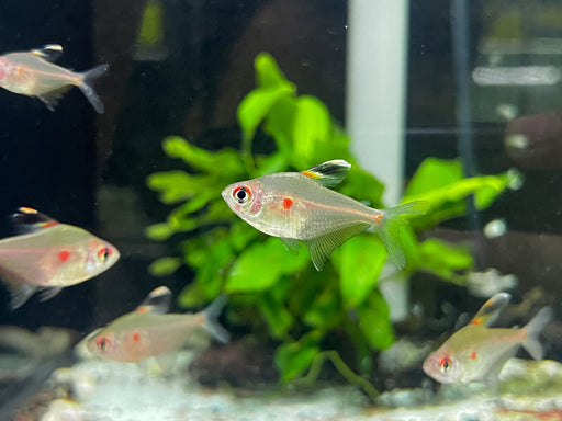 * Tetra  * Megalamphodus erythrostigma (Bleeding heart tetra)