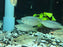 * Tetra/Barb * Melanotaenia Rubrostriata (Red striped Rainbowfish) 4-6cm