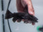 * Catfish *  Trachycoryestes Trachycoryestes (Black Devil Catfish) 16-18cm