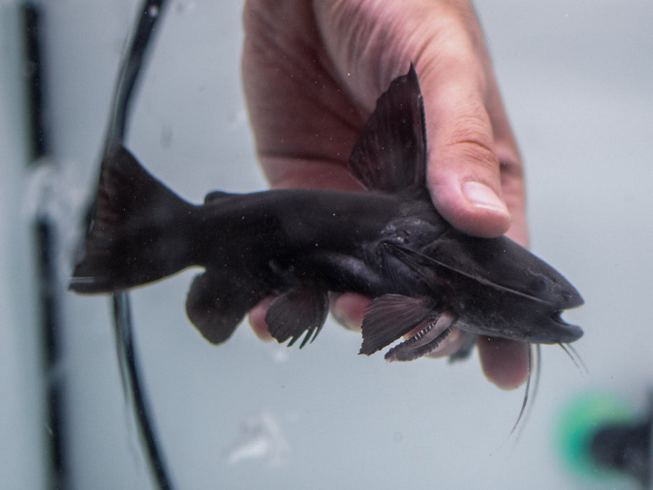 * Catfish *  Trachycoryestes Trachycoryestes (Black Devil Catfish) 16-18cm