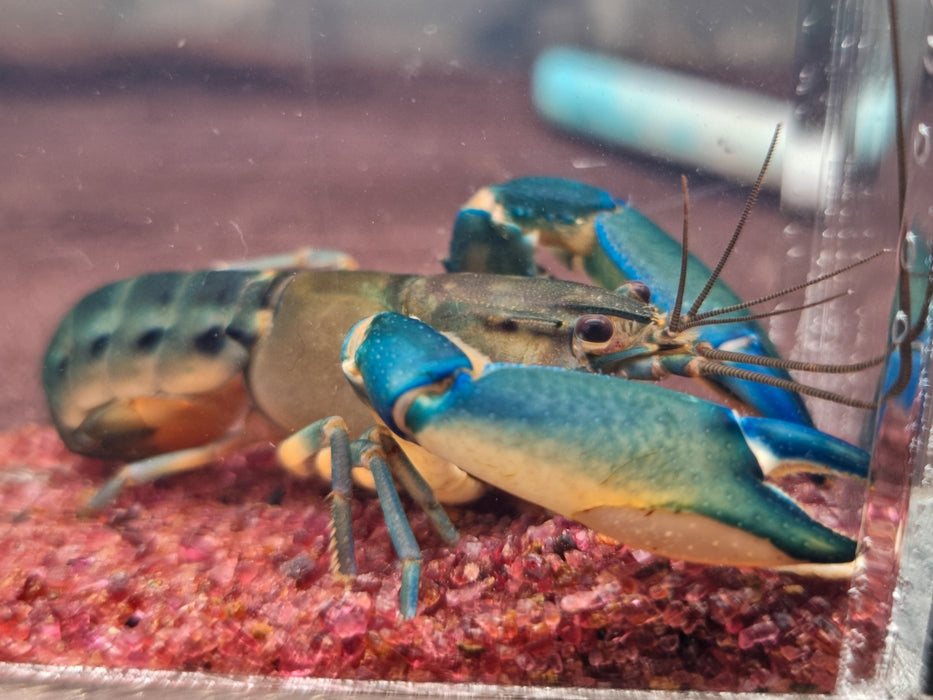 * Shrimps *  Cherax sp. Misolicus