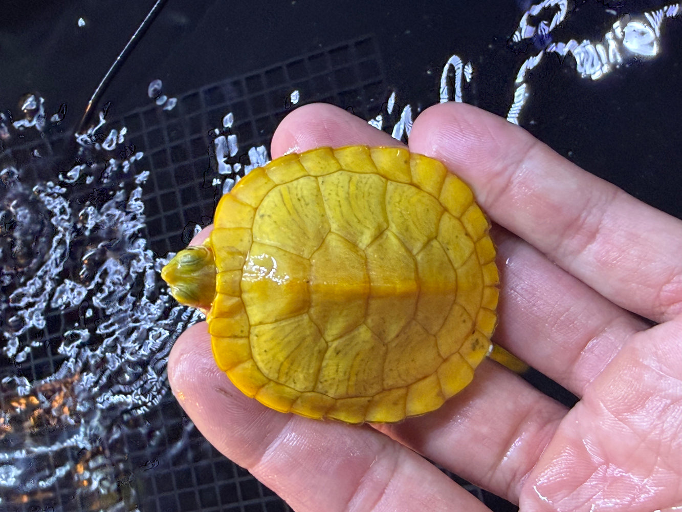 * Other Species * Albino Red Ear Slider (RES) Terrapin