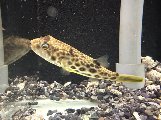 * Other Species * Tetraodon pustulatus Cross River Puffer 8-10cm