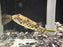 * Other Species * Tetraodon pustulatus Cross River Puffer 8-10cm