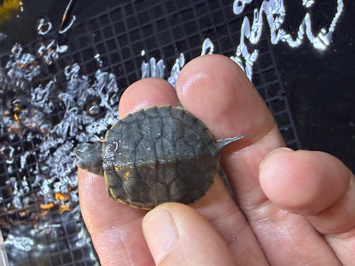 * Other Species * Charcoal Red Ear Slider (RES) Terrapin
