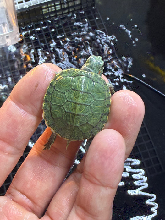 * Other Species * Red Ear Slider (RES) Terrapin