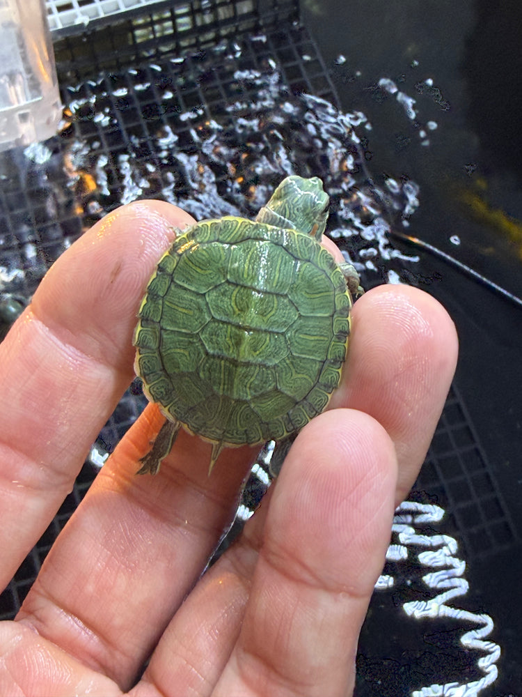 * Other Species * Red Ear Slider (RES) Terrapin