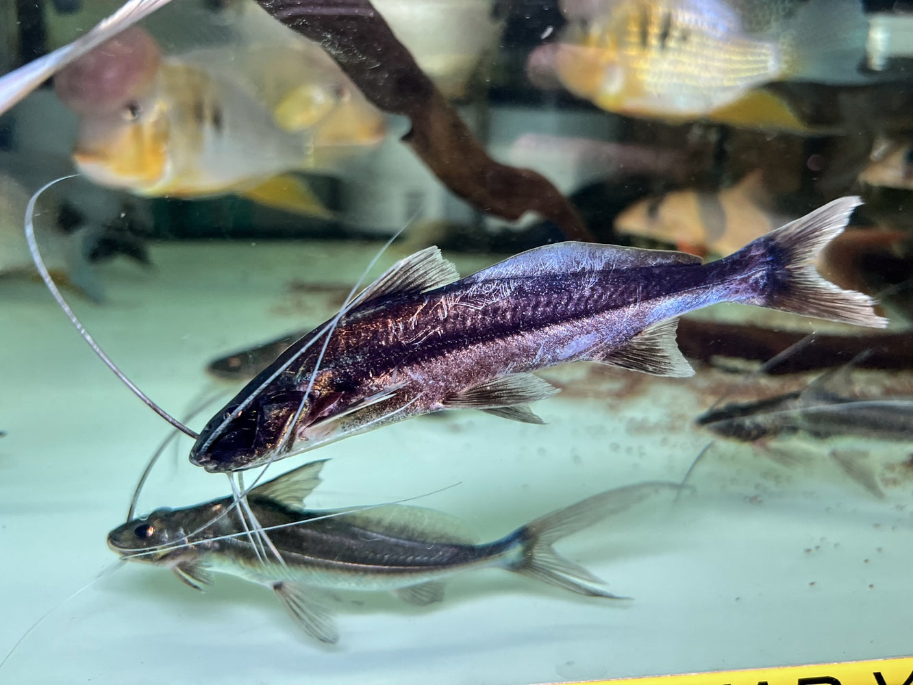 * Catfish * Exallodontus aguanai (Blue Jumper Catfish) 12-15cm