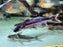 * Catfish * Exallodontus aguanai (Blue Jumper Catfish) 12-15cm