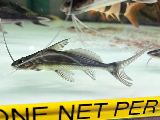 * Catfish * Propimelodus caesius (Blue Pim) 12-15cm