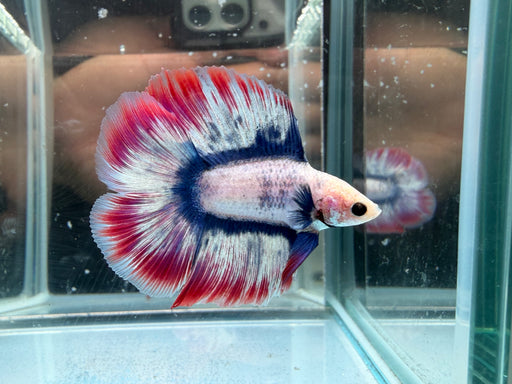 * Betta * DTHM Doubletail Halfmoon (Actual Fish) #42
