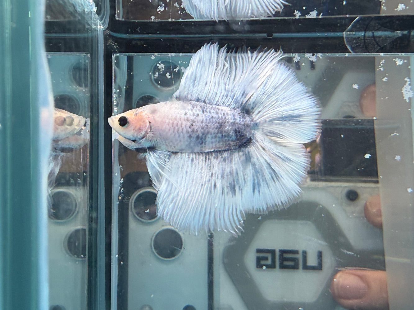 * Betta * DTHM Doubletail Halfmoon (Actual Fish) #43