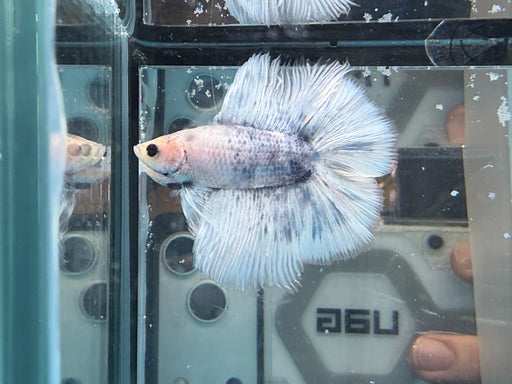 * Betta * DTHM Doubletail Halfmoon (Actual Fish) #43