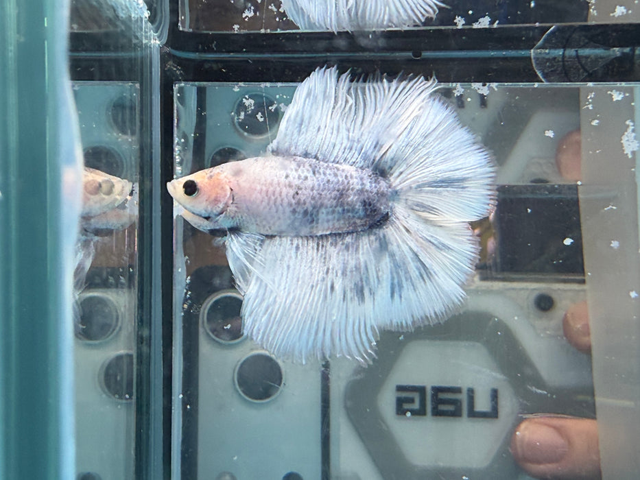 * Betta * DTHM Doubletail Halfmoon (Actual Fish) #43