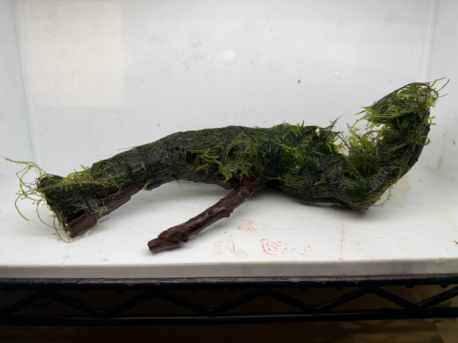 * Plants * Java Moss on Spiderwood #16