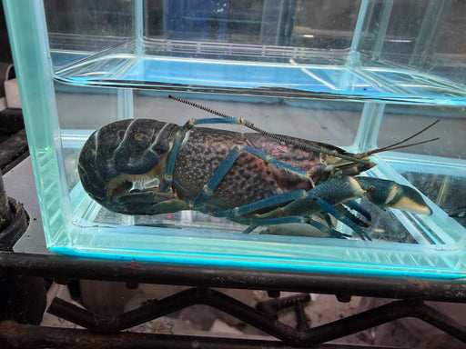 * Shrimps *  Cherax sp. Neo Purple