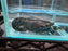 * Shrimps *  Cherax sp. Neo Purple