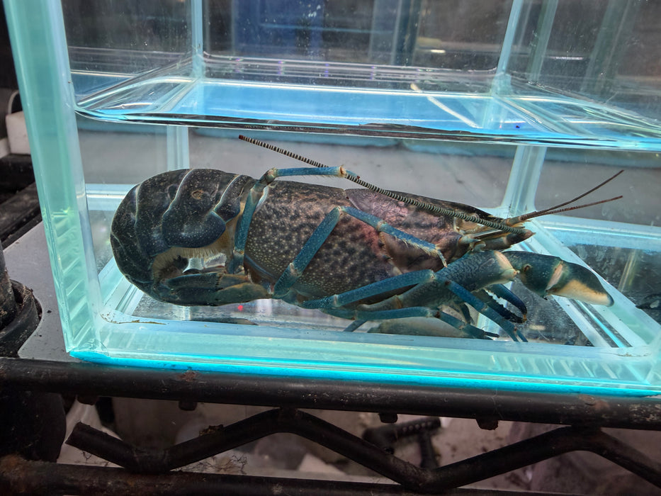 * Shrimps *  Cherax sp. Neo Purple