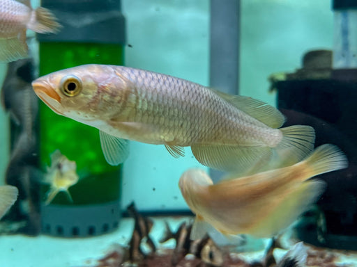 * Arowana * Heterotis niloticus (AFRO) (African arowana) 10-12cm