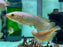 * Arowana * Heterotis niloticus (AFRO) (African arowana) 10-12cm